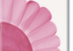 pink rose